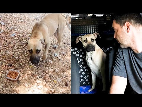 Vídeo: Què vol dir camí sense assumir? Vídeo: Què vol dir camí sense assumir?