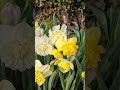 #narcissus #daffodils #flowers