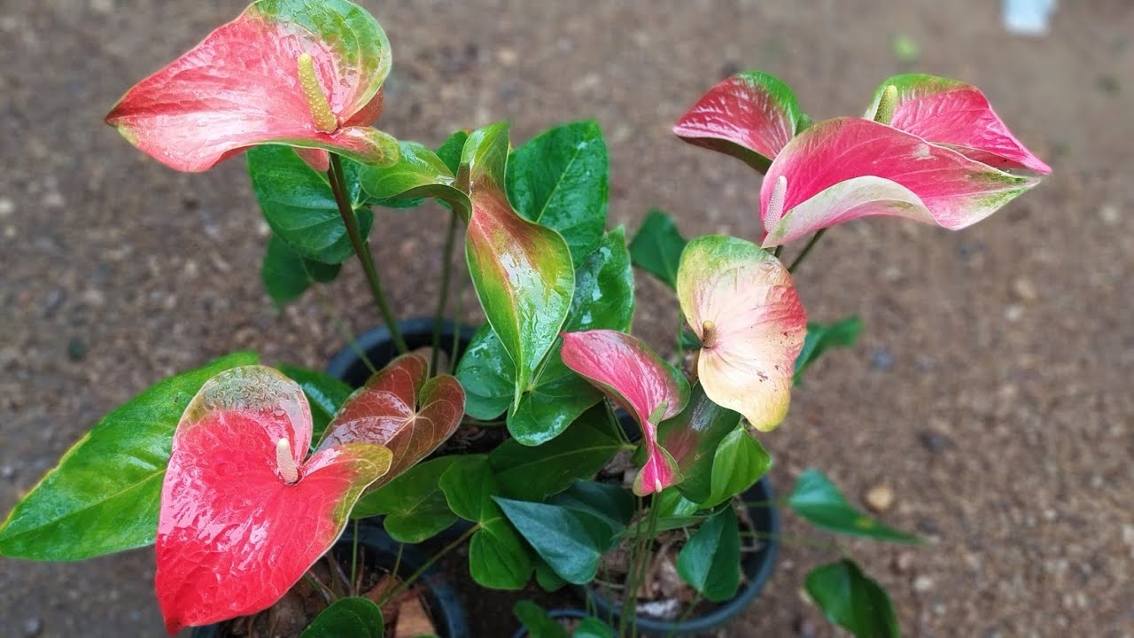 බයි කලර් බිග් මදර් ප්ලාන්ට් හොයන අයට ඔන්න ඉවර වෙන්න කලින් තෝරලා ගන්න .0752878676