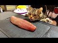 猫に巨大なかつおをプレゼントするとこうなりますｗ