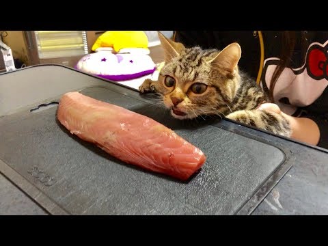  猫に巨大なかつおをプレゼントするとこうなりますｗ