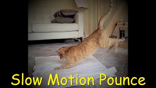Cat Pouncing In Slow Motion Recipe Included