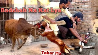 Qurbani Ky Janwar Par Bully Dog Badshah Ny Hamla Kr Diya💔 || Hammad Pet House 🏡