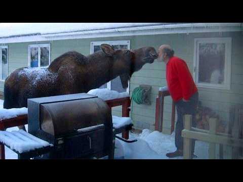 Wild Animals Are Being Friendly Caught On Camera 