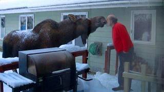 Download Lagu Wild Animals Are Being Friendly Caught on Camera! ❤️ MP3