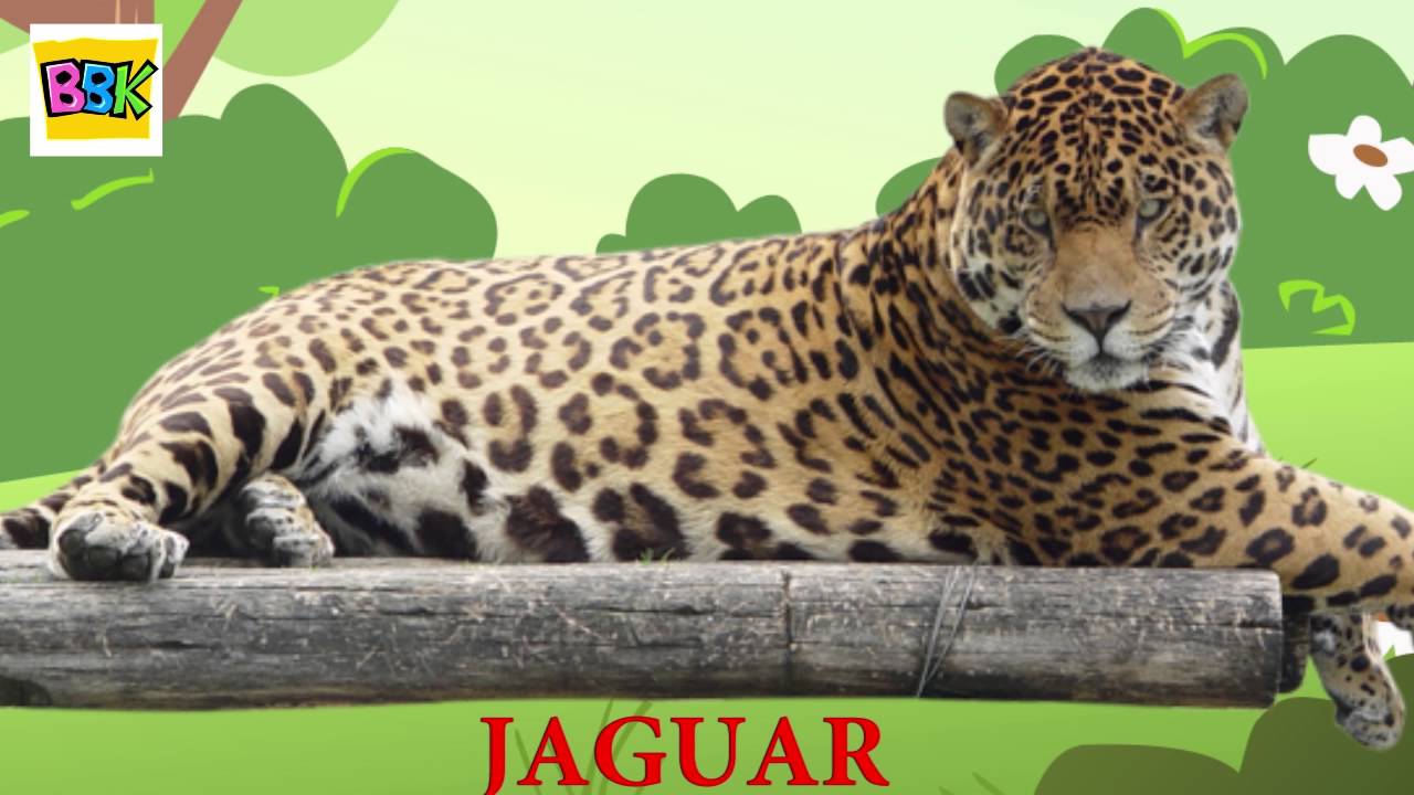 The Finger Family Song JAGUAR English Nursery Rhymes For Kids YouTube