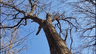 Celebrity Cutting down a big oak tree - Partial Fail Wealth