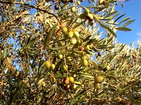 Nudo Adopt an olive tree