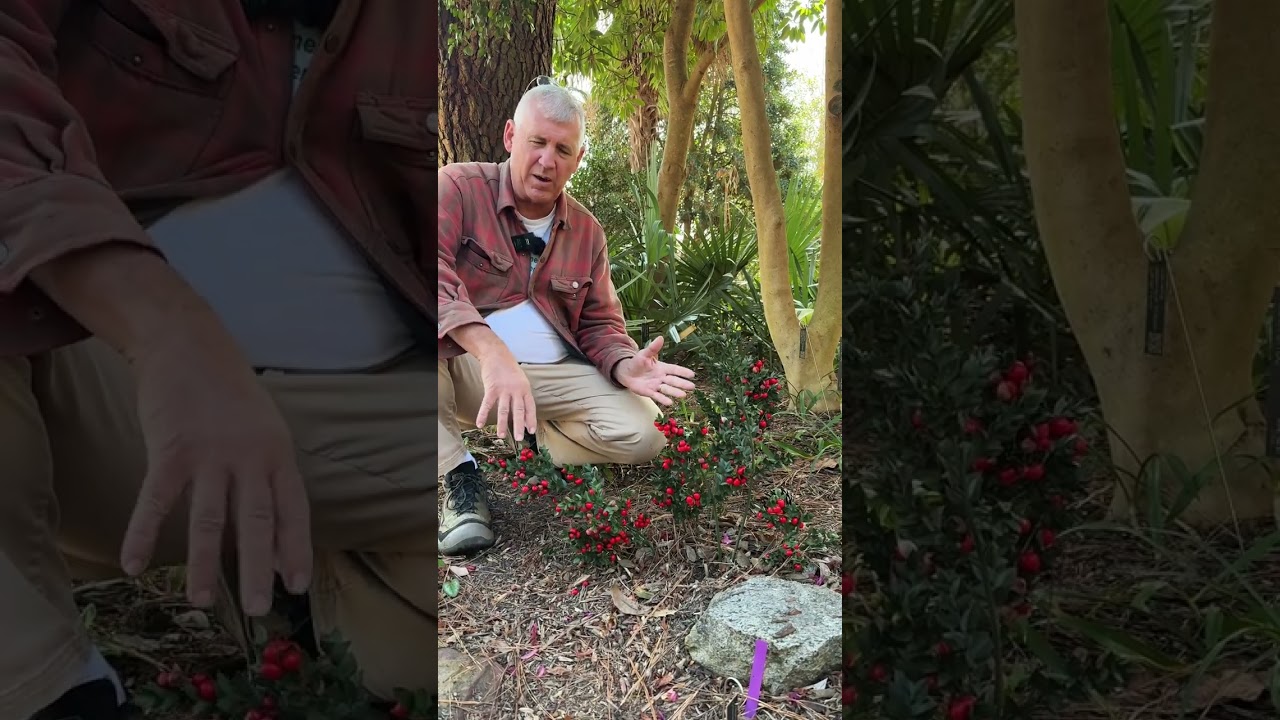 Ruscus aculeatus 'Elizabeth Lawrence' - if Christmas was a shrub 