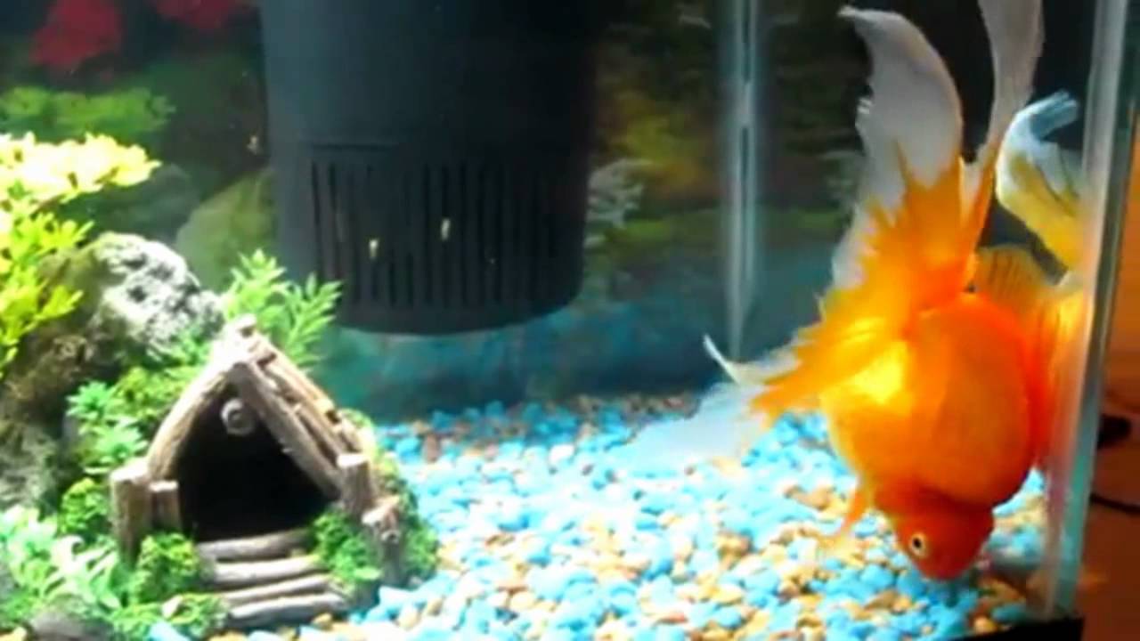 Ikan Koki Ryukin - YouTube