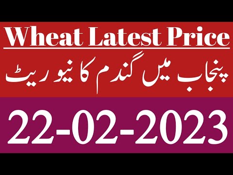 Today Wheat New Price Update in Pakistan | Today Wheat Latest Rates ...