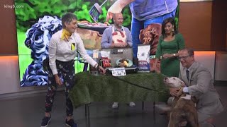 Keeping your pets safe and healthy around BBQs