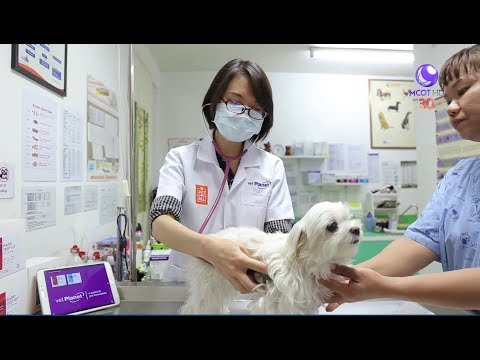 วีดีโอ: โรคหัด (Canine Distemper Virus) ในพังพอน