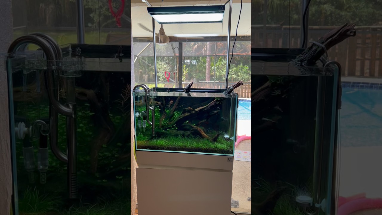 Feels like I’m fighting a battle I cannot win #aquascape #youtubeshorts #fishtank #plantedtank