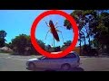 Giant SCARY Bug Attacks Car Big Spider Caught On Dashcam Video