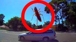 Giant SCARY Bug Attacks Car Big Spider Caught On Dashcam Video