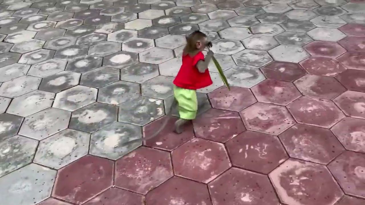 Wow..!! Awesome Koy raise run with Red rose 🥀 to her mother 