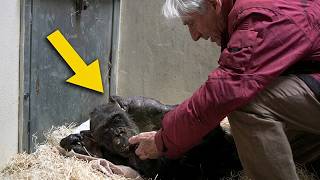 She Refused to Eat for Days Until HE Walked In Zoo Staff Couldn t Believe It