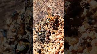 Abelha Incrível Marmelada Brava Abelha Sem Ferrão