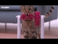 Trixie Cat Activity Turn Around zabawka dla kota | zooplus.pl