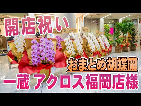 【開店祝い】一蔵 アクロス福岡店様 胡蝶蘭&観葉植物