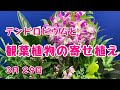 ランを使って観葉植物の寄せ植えバーキン？　#プランツギャザリング