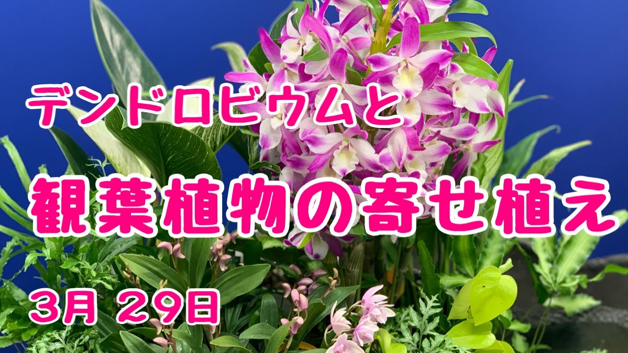 ランを使って観葉植物の寄せ植えバーキン プランツギャザリング Youtube