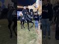 رقص خيل هارلي اقوي حصان في مصر والمعلم كرم سرحان 