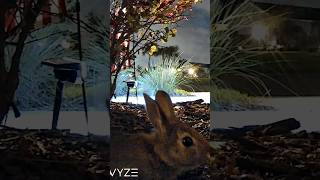 #easter #bunny looking for hiding spots for #eastereggs