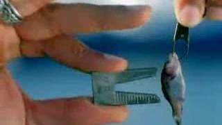 Tiny Fish, Big Problem