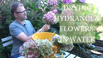 How to Dry Hydrangea Flowers in Water | Drying Hydrangeas | Dried Flower Tips