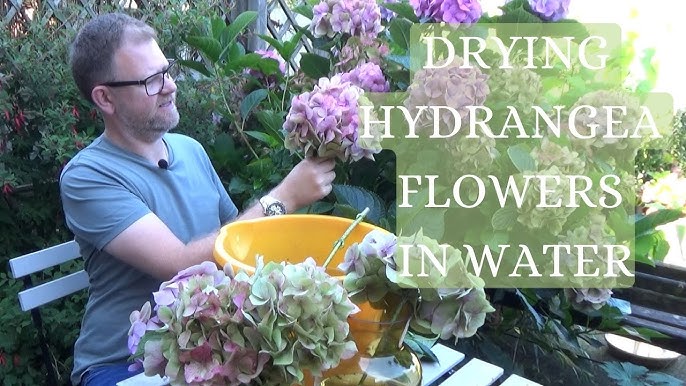 How to dry hydrangeas beautifully, Kozy Craft