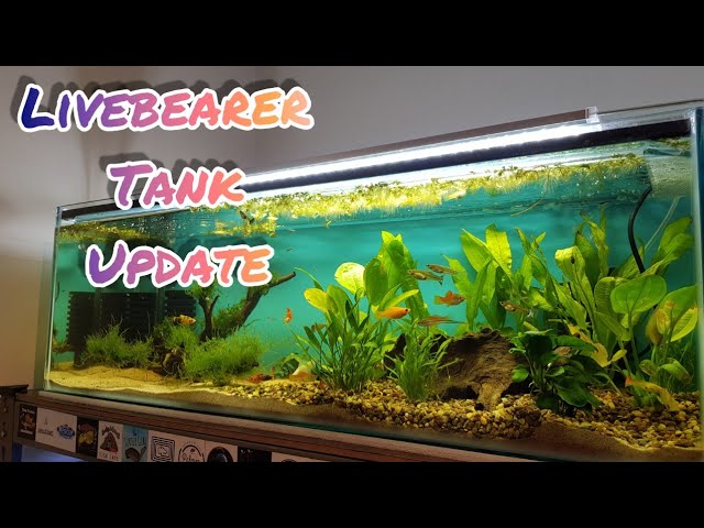 livebearer community tank