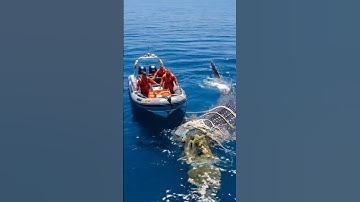 Saving A Whale Shark | Ocean Wildlife #rescueefforts #shorts