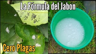 La Fórmula del Jabon para Combatir las Plagas