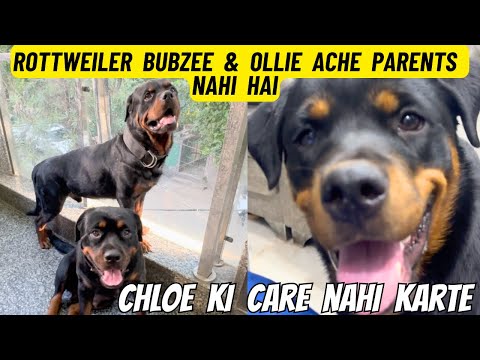 Rottweiler Bubzee & Lady Ollie Ache Parents Nahi Hai: Chloe Ki Bilkul Care Nahi Karte Ollie & Bubzee