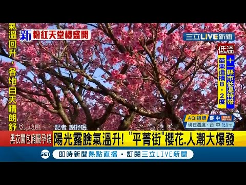 #三立最新 搶拍粉紅花海！陽明山最美櫻花巷衝一波 民眾跑步上山 "平菁街"櫻花.人潮大爆發│記者 謝抒珉│【玩樂freestyle】20210130│三立新聞台