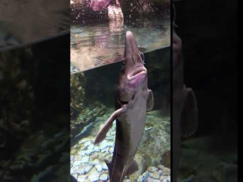 Dubai Aquarium and Underwater Zoo @ The Dubai Mall