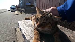 感動猫動画 のライブ配信