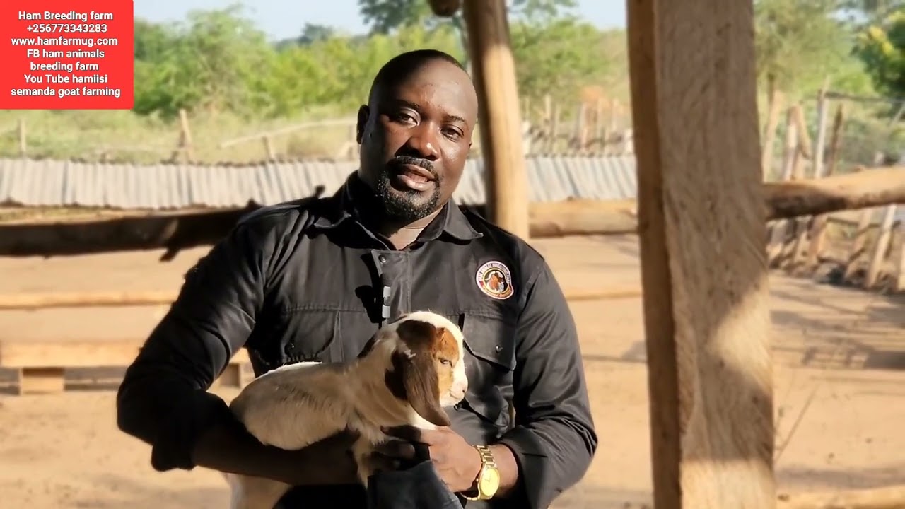 How to take care of the day old goats kids up to 3 months ( farmers must do this )