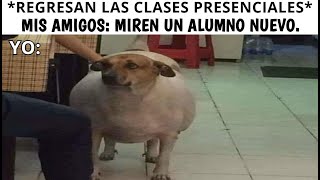 VARIOUS MEMES #284