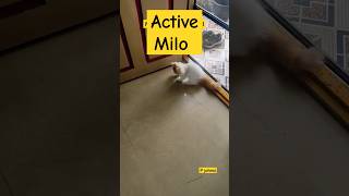Playful Milo| Cute Cat | P johnsi| #shorts #cutecat #kitten