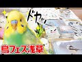 【鳥フェス浅草】へ行ってきました！