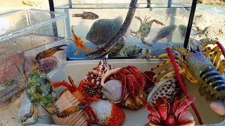 Finding Large Hermit crabs and Marine Fish, Crab, Conch, Octopus, Scallop, Snail, Eel, Lobster