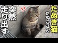 ぽっちゃりキジトラたぬき猫ちゃん、突然猛ダッシュで走り出す（2回）😸（野良猫•地域猫）🐈