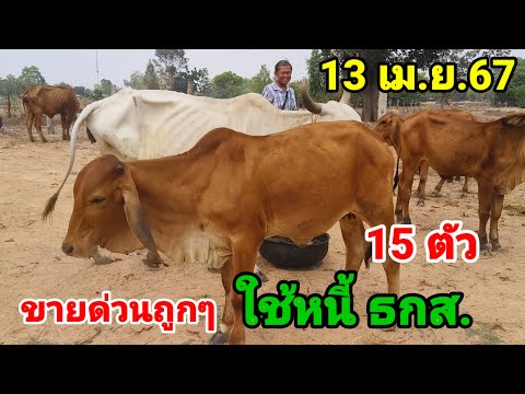 13 เมษายน 67 ขายด่วนใช้หนี้ ขาดทุนก็ขาย ส่งทั่วไทย