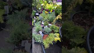 Perfect plants for containers and small spaces  #dhgardencentre #garden #plants #gardeningtips