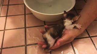 三毛猫しっぽちゃん お風呂好き