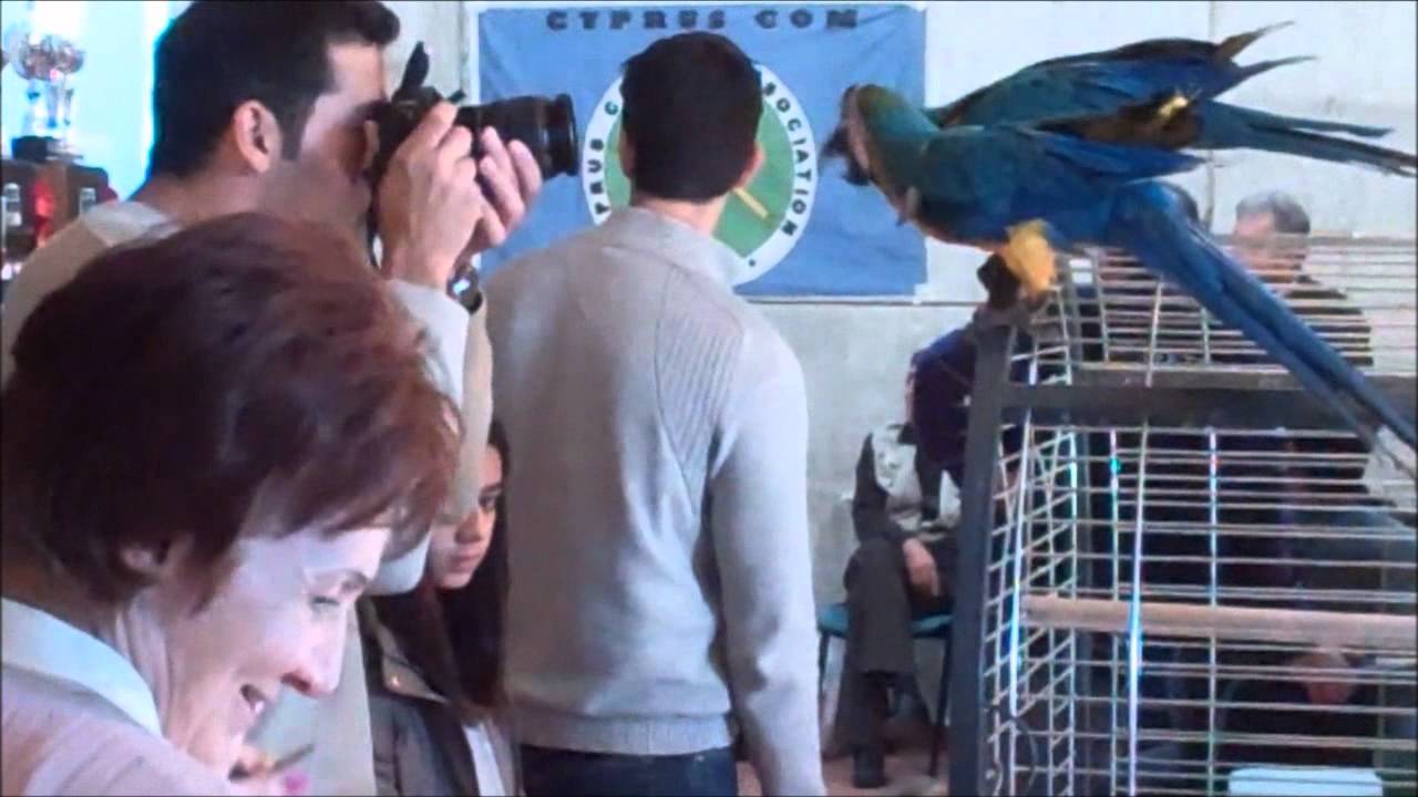 Bird exhibition show 2011 Cyprus Avicultural Society - YouTube