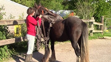 Harnessing for the first time with a Scandinavian leather harness